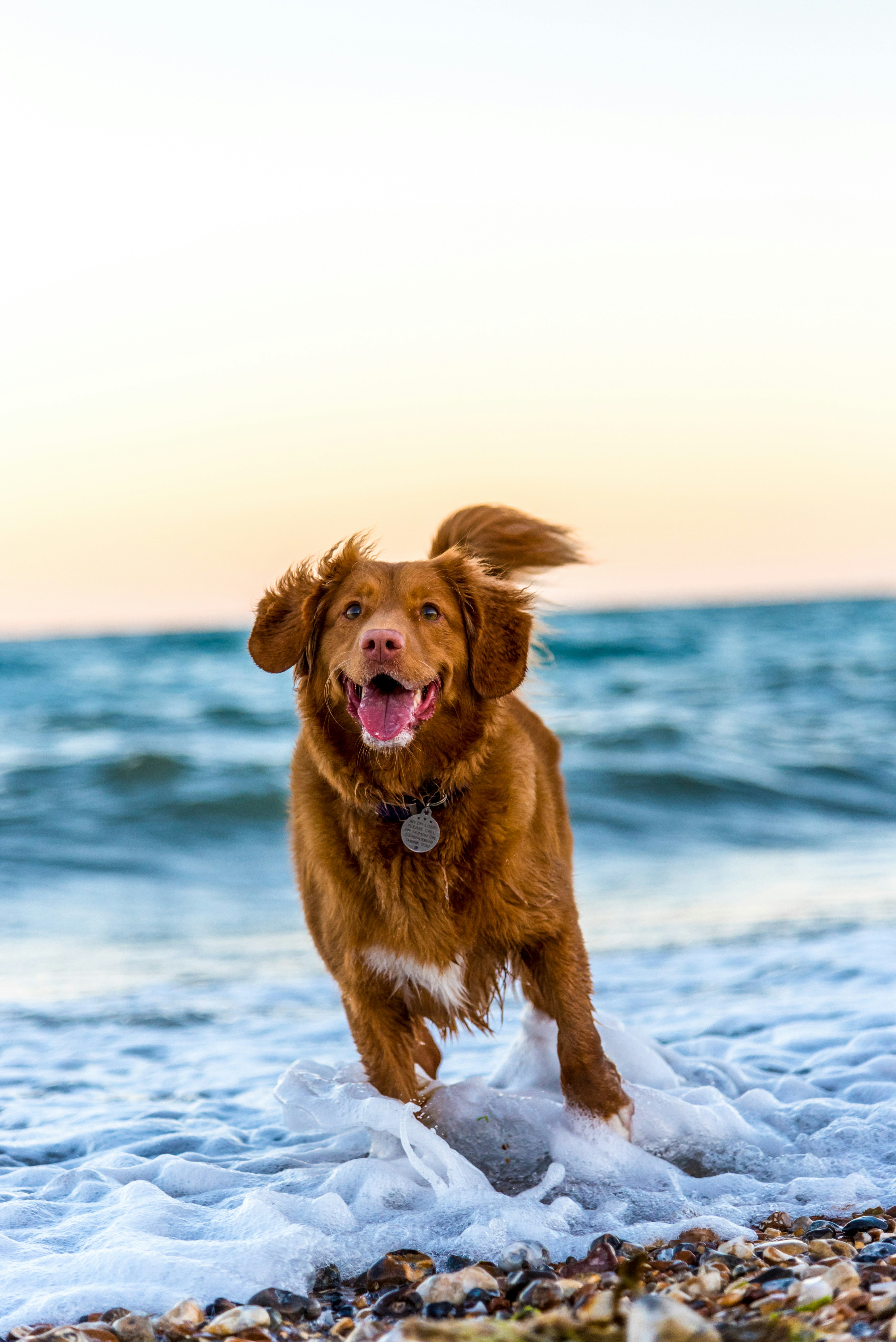 A dog playing near the beach.